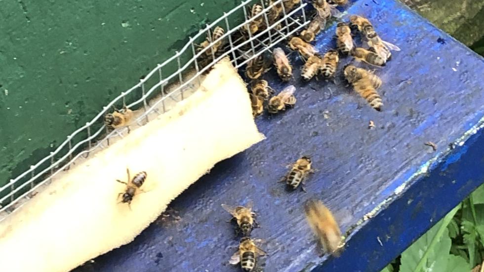 AWO Bienen