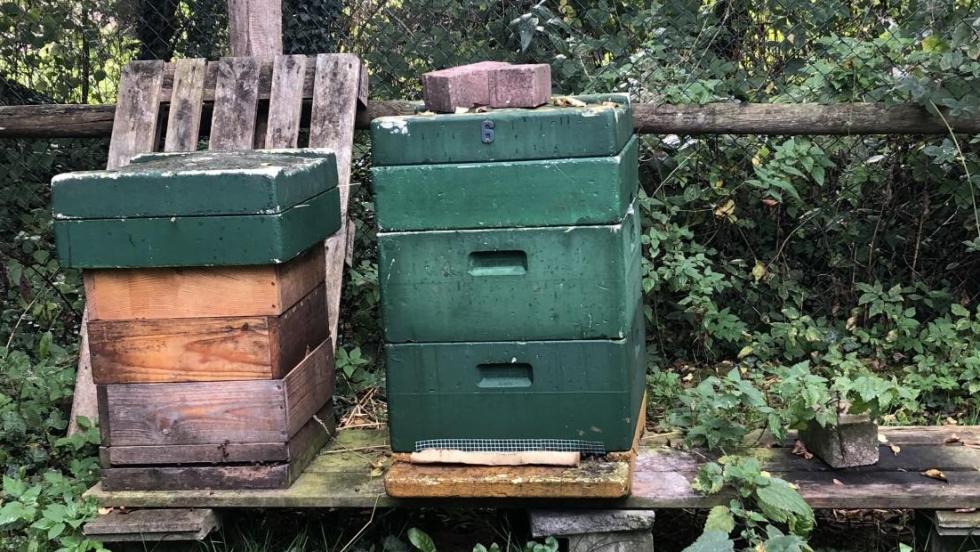 Bienenstöcke der AWO Kiel