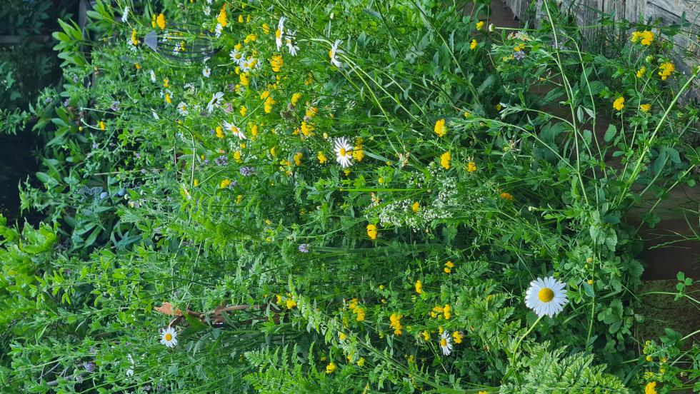 Kleine Blumeninsel 
