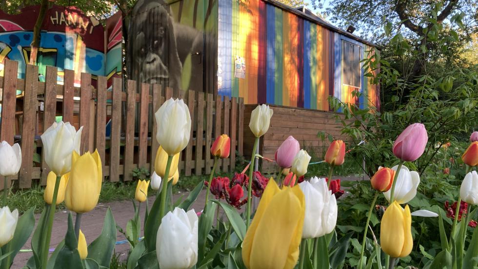 Blumen vor bunten Bauwagen, bald wird es noch freundlicher, wir warten auf den Sommer