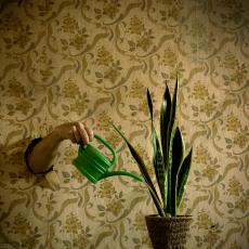 Arm mit Gießkanne gießt Zimmerpflanze