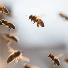 Honigbienen im Flug